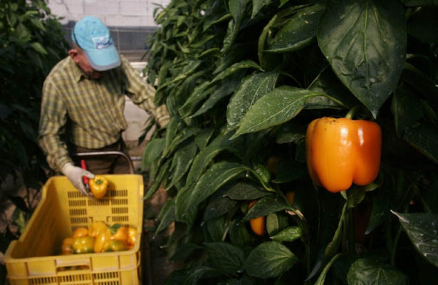 La Universidad de Almería coordina a nivel europeo el Laboratorio de Referencia para Residuos de Pesticidas en Frutas y Verduras