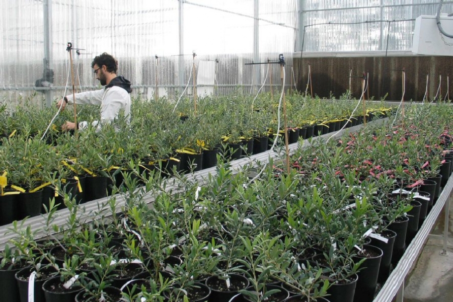 Un curso enseñará las últimas técnicas para medir la fertilidad de las plantas cultivadas