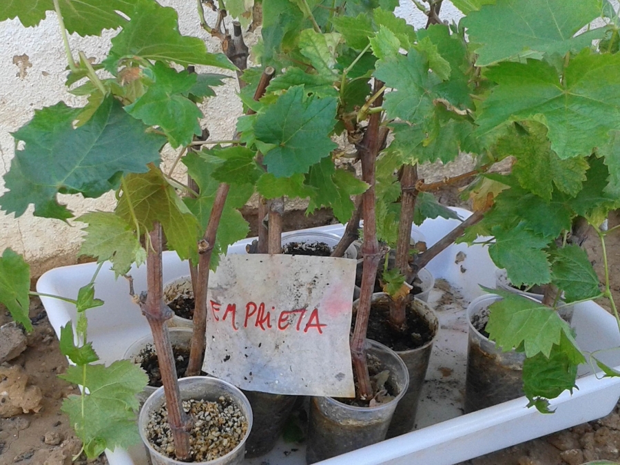 La Cátedra del Vino rescata tres variedades de uva tinta de vinificación antiguamente cultivadas en el Condado