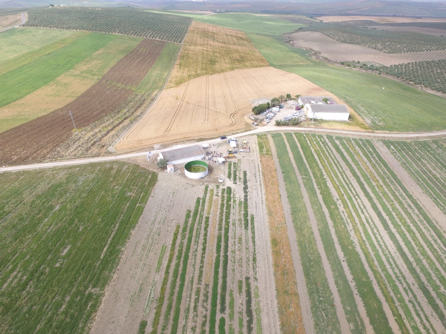 Éxito de participación de las Jornadas de Campo del proyecto innovador CUVrEN_Olivar que demuestra a los agricultores los beneficios de la implantación de cubiertas vegetales de especies nativas en olivar