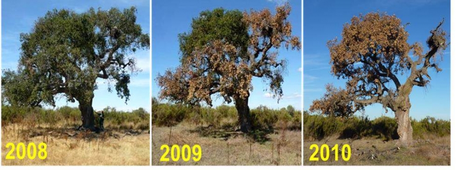 Evolución de un alcornoque ('Quercus suber') afectada por el microorganismo 'Phytophthora cinnamoni'.