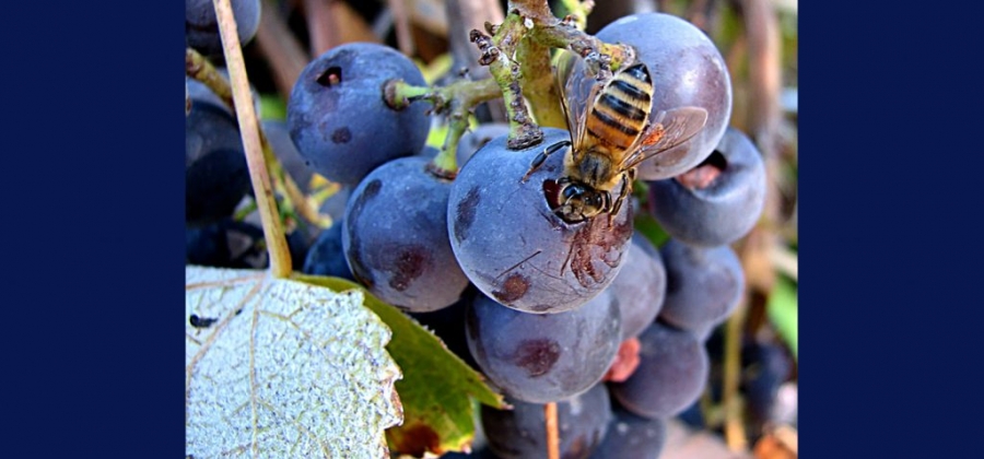 El cambio climático afecta al proceso de maduración de la uva y por ello, se están buscando activadores de origen natural que puedan ayudar en la producción de los caldos 