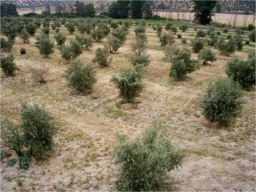 Olivar afectado por la verticilosis