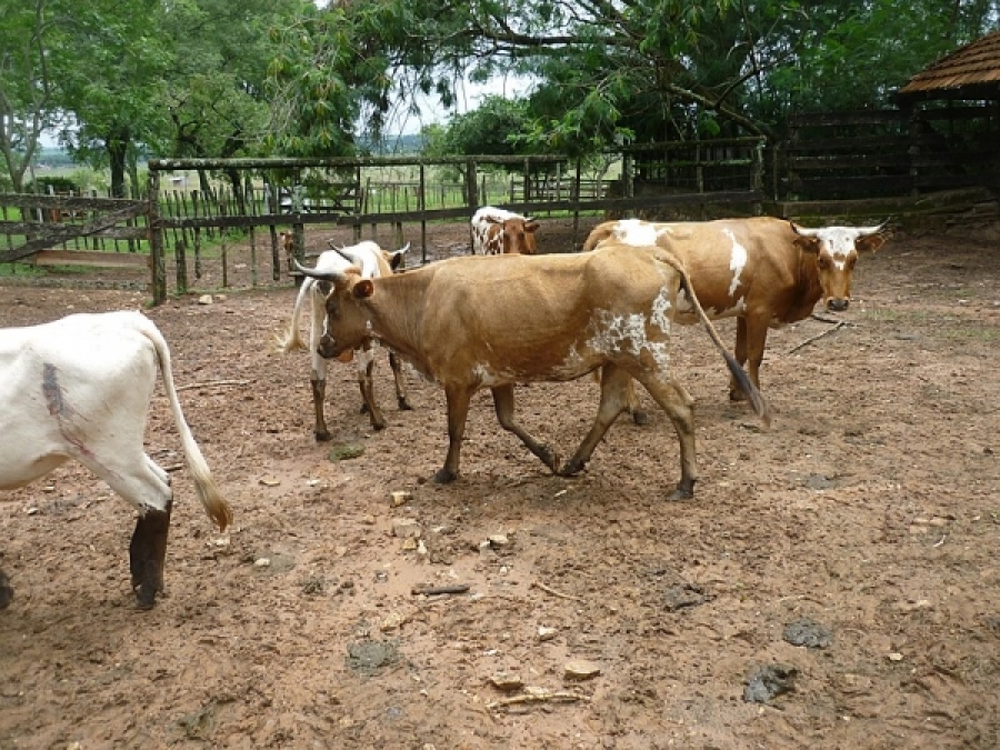 Investigadores ceiA3 desvelan el origen del ganado criollo de América