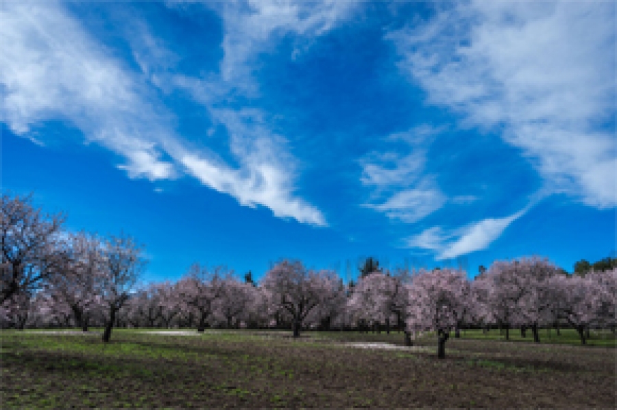 Determinan la relación entre la producción y la cantidad de agua en el almendro