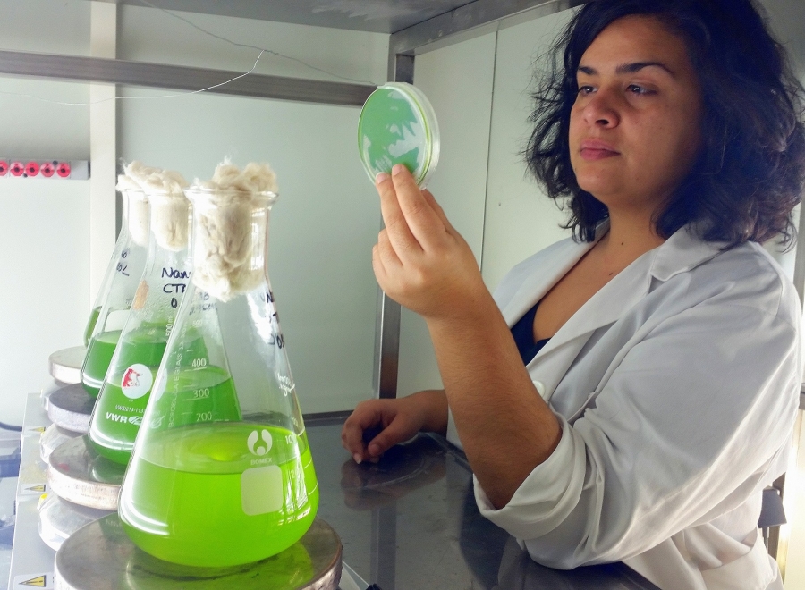 Una nueva microalga descubierta en Marismas del Odiel podría producir biodiesel