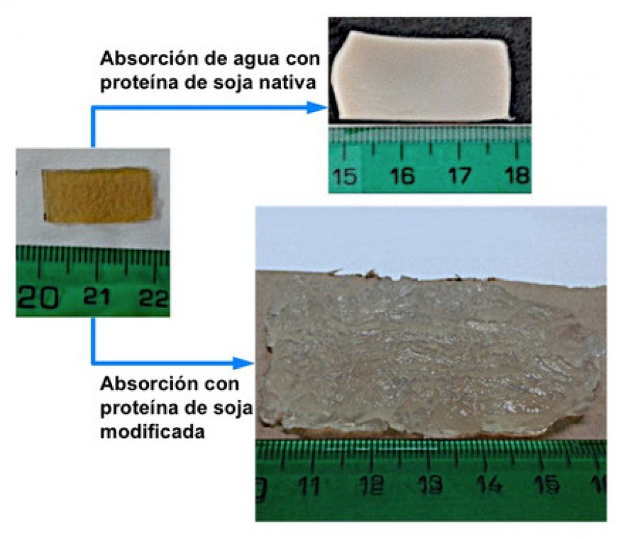 Comparativa de las dimensiones que alcanza la proteína de soja nativa tras absorber agua y el tamaño que adopta la proteína de soja modificada