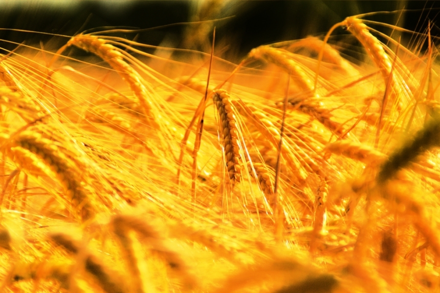 La producción mundial de trigo durante el ultimo año agrícola ha sido de 724,9 millones de toneladas