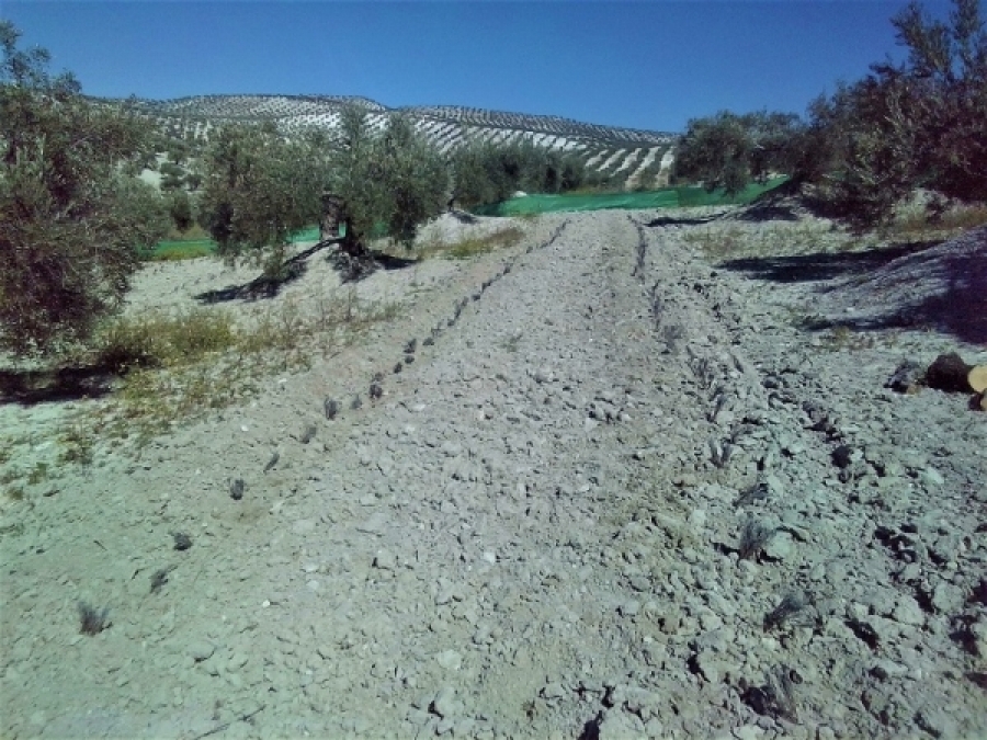 Olivar en Torredelcampo (Jaén) donde se han sembrado hileras de lavanda