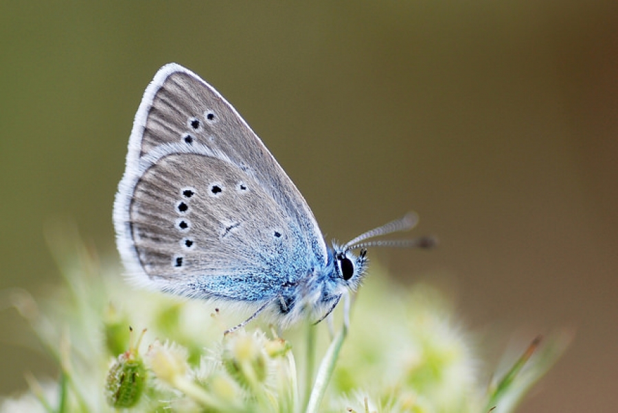 ' Cyaniris semiargus'