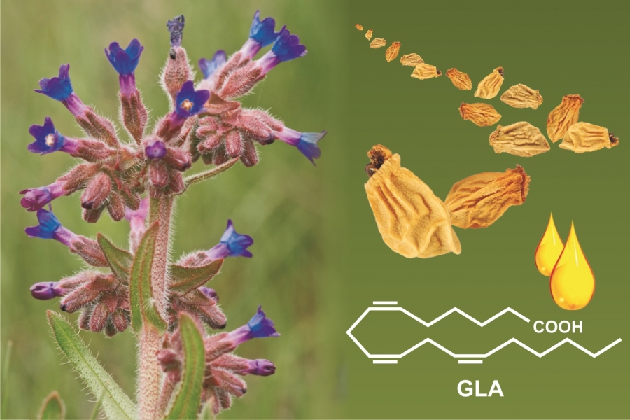 Anchusa undulata ssp. undulata, una de las especies de distribución restringida analizadas, mostrando sus semillas y el compuesto con propiedades terapéuticas que produce, el ácido gamma-linolénico (GLA)