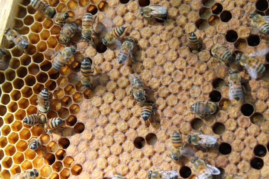 Un equipo ceiA3 diseña un sistema inalámbrico de monitorización para controlar la actividad de las abejas