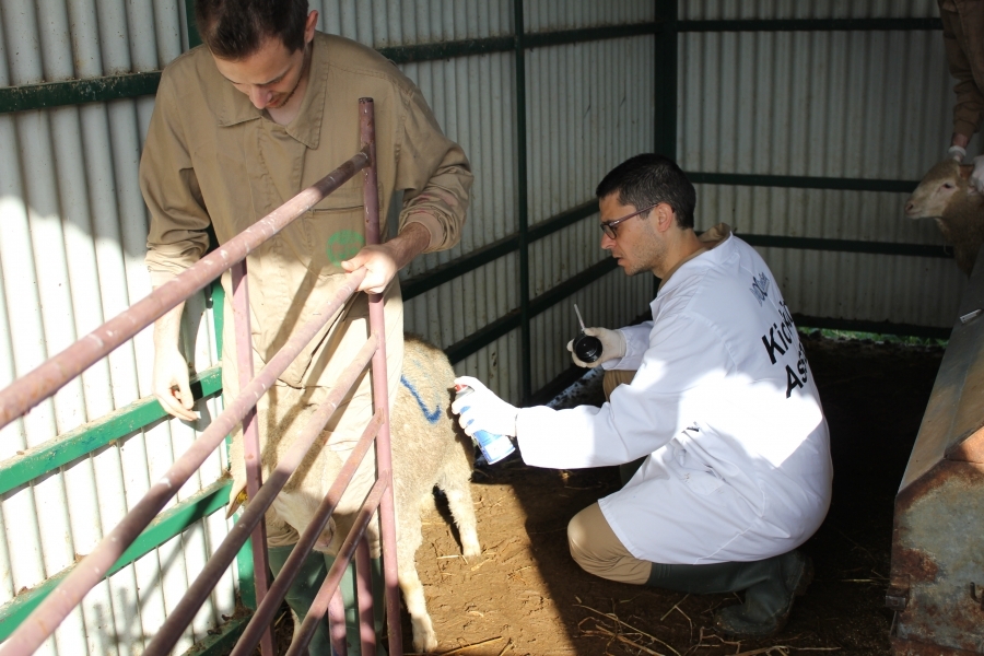 Científicos de la Facultad de Veterinaria de la Universidad de Córdoba identifican una oveja en la que observan la patogenia del gusano 'Fasciola hepatica'