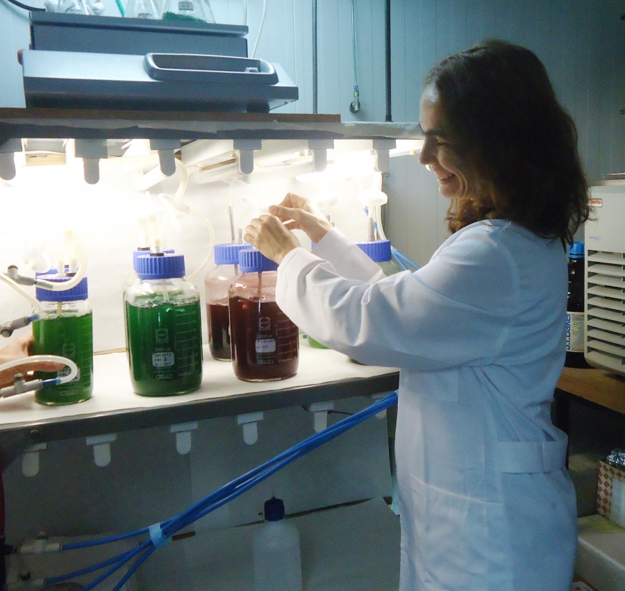 Patentan un método para desecar microalgas que reduce el coste energético del proceso de producción de biodiésel
