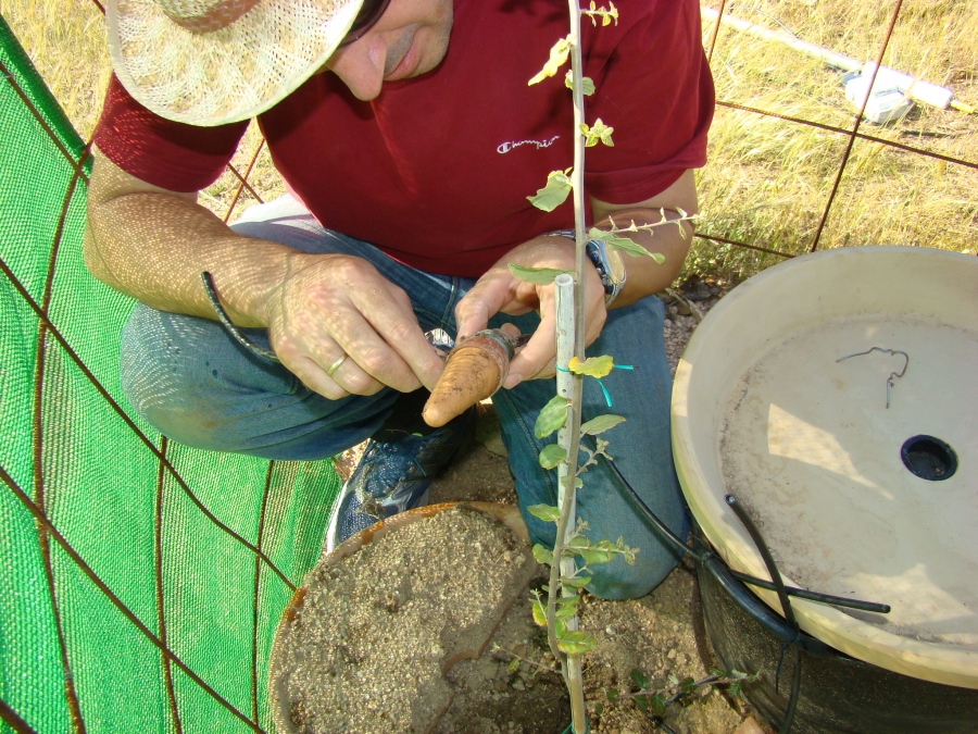 Un grupo del ceiA3 patenta y prueba con éxito un dispositivo para proteger el crecimiento de los árboles y asegurar el futuro de las repoblaciones forestales