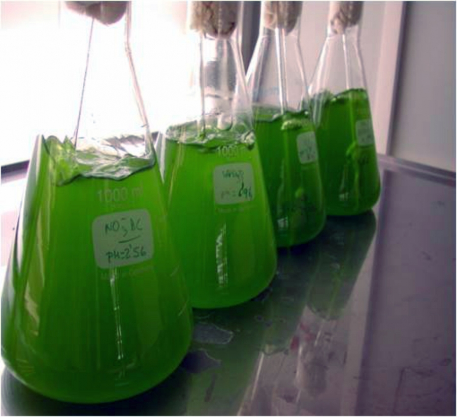 Determinan la capacidad de las microalgas para depurar biogás y obtener biometano