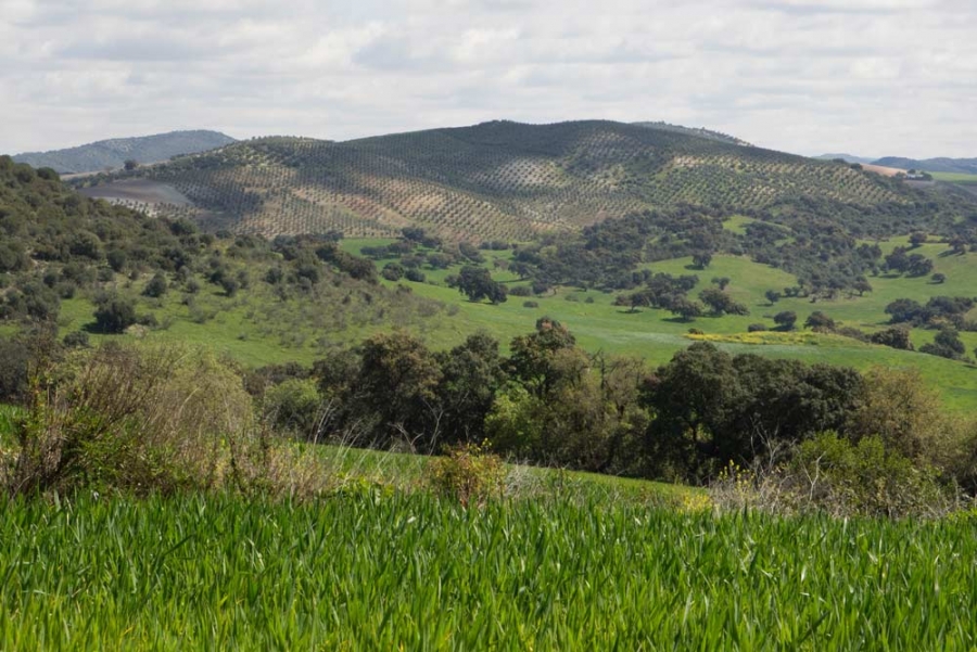 Los olivares de Jaén se reconcilian con la biodiversidad