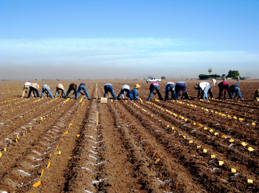 Diseñan un proceso de reciclaje de residuos orgánicos que aumenta la fertilidad de los suelos agrícolas