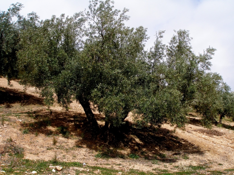 Prevén una primavera dura para los alérgicos al olivo y una productiva campaña para los olivareros