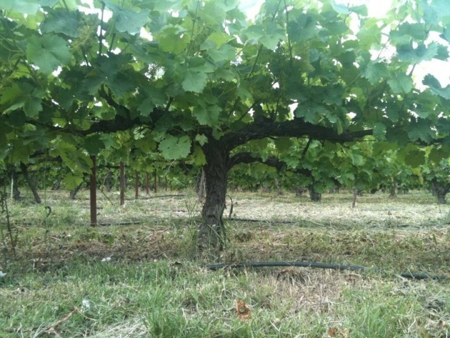 Cepa en un campo de cultivo andaluz