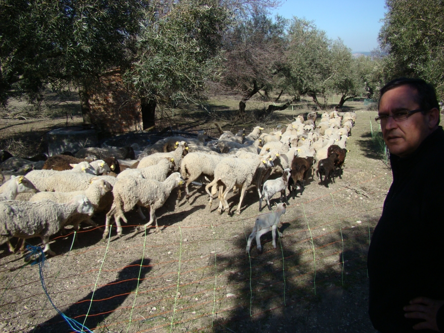 Ganado pastando en el olivar