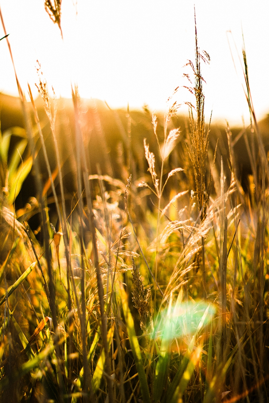 Investigadores del ceiA3 predicen el crecimiento de una mala hierba del trigo para reducir el uso de herbicidas