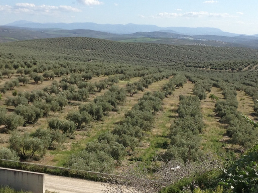 Una bacteria aumenta un 30 por ciento la cantidad de etanol obtenido a partir de restos de poda de olivo