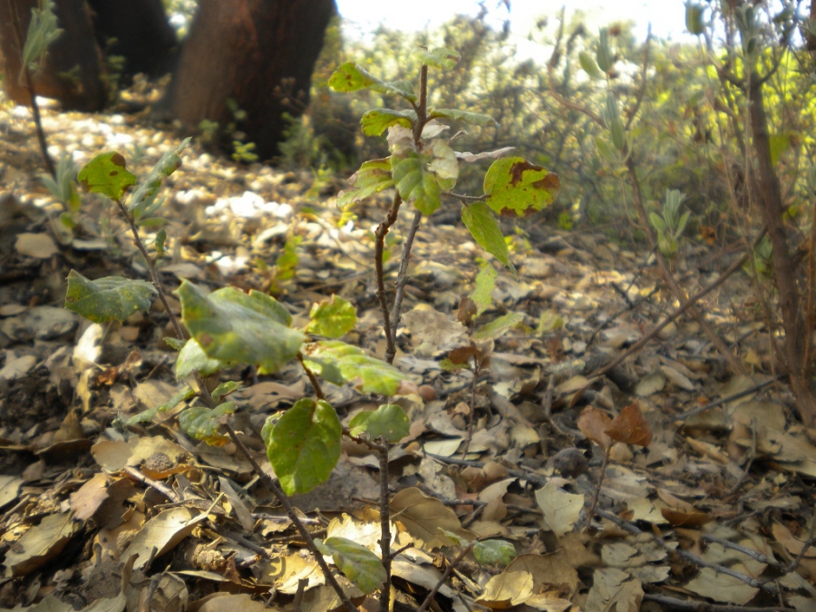 Un investigador del ceiA3 participa en un estudio sobre los efectos del cambio climático en el bosque mediterráneo