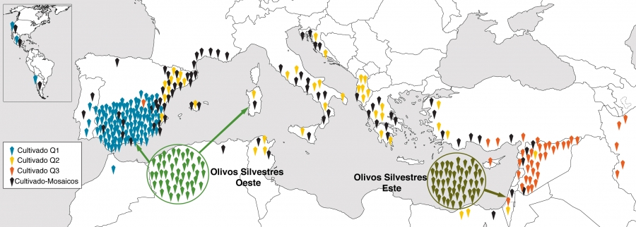 viernes, 16 de octubre de 2015  La domesticación del olivo presenta características diferenciadas en la cuenca mediterránea    Expansión del olivo por la cuenca mediterránea. Las muestras Q1 y Q3 tienen más coincidencias genéticas entre ellas que con las muestras Q2.