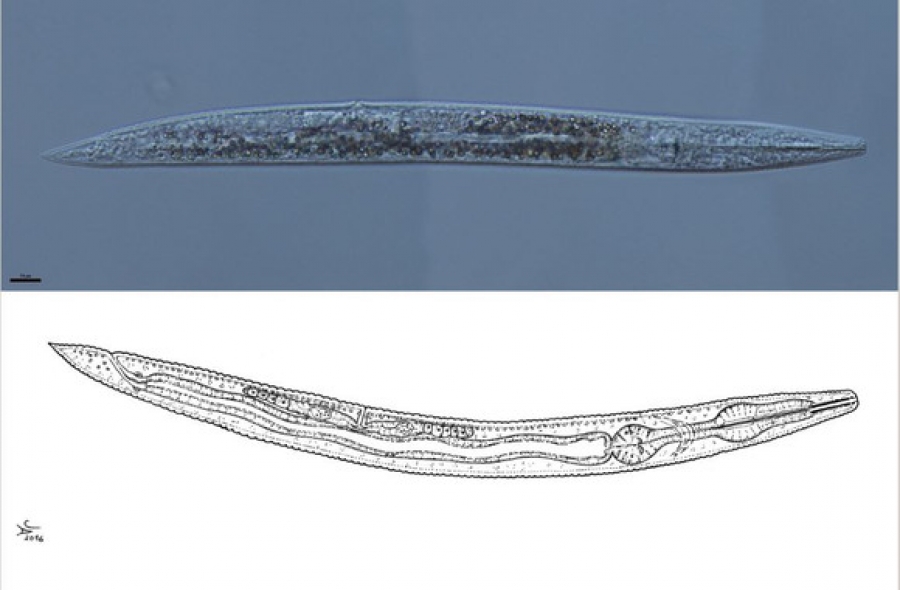 Dibujo y microscopia del nuevo nematodo Protorhabditis hortulana. / Joaquín Abolafia