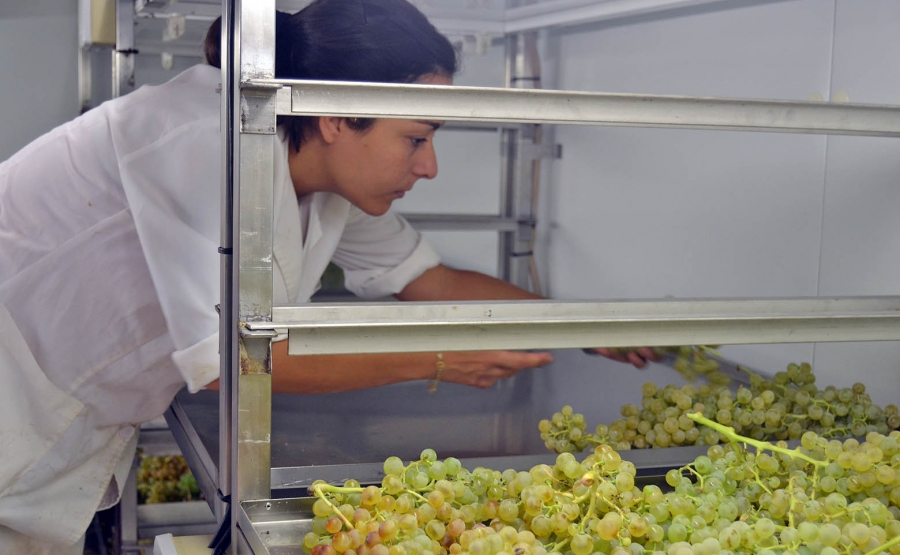 La Universidad de Cádiz afianza su liderazgo andaluz en investigación vitivinícola y agroalimentaria