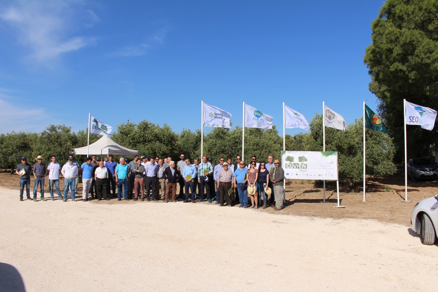 El proyecto innovador del ceiA3 CUVrEN_Olivar demuestra a los agricultores los beneficios de la implantación de cubiertas vegetales de especies nativas en olivar