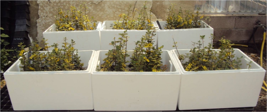 La reforestación con ejemplares seleccionados genéticamente, posible solución a la seca del encinar