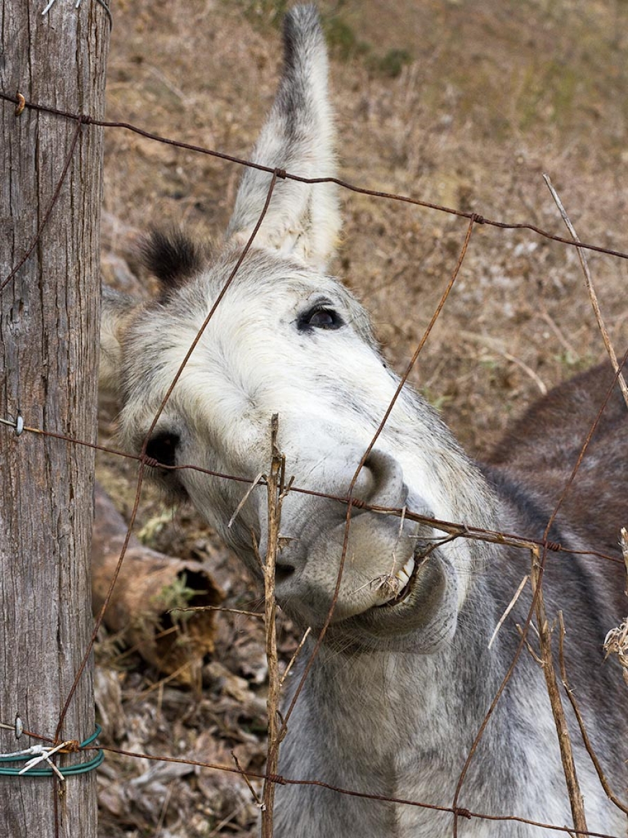 Burro andaluz-cordobés