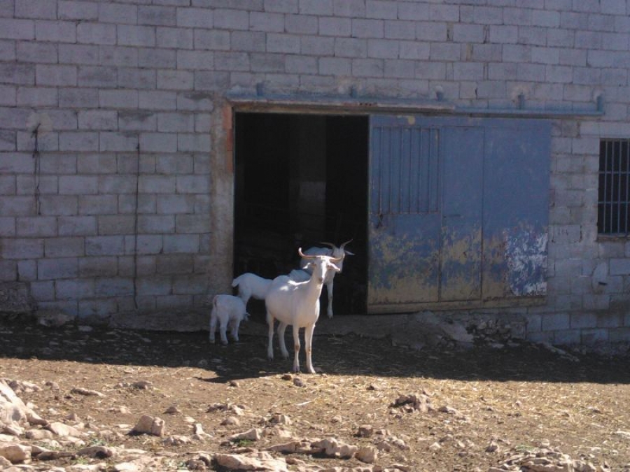 El CSIC y el ceiA3 consiguen que cabras adultas den leche rica en omega-3 de forma natural