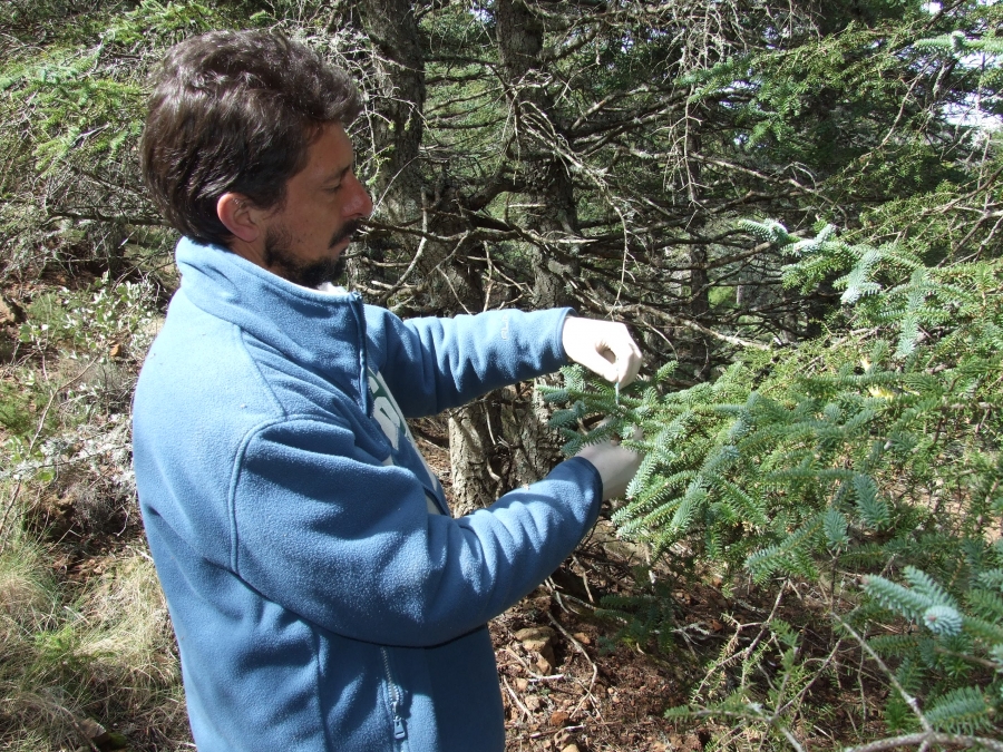 Investigan los bosques de coníferas del Sur de España para reducir su vulnerabilidad al cambio climático