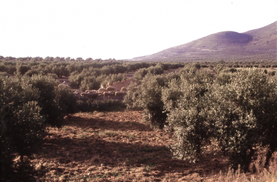 Expertos del ceiA3 alertan de que el futuro del olivar se debate entre la mecanización tecnológica y el abandono