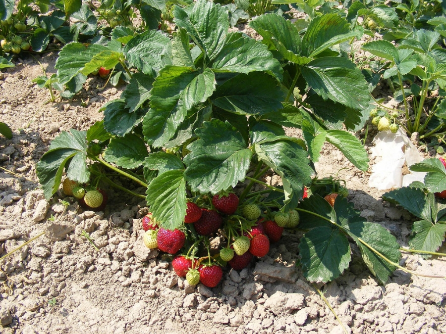 Demuestran que el cultivo de fresas sobre fibra de coco mejora la calidad y el crecimiento del fruto