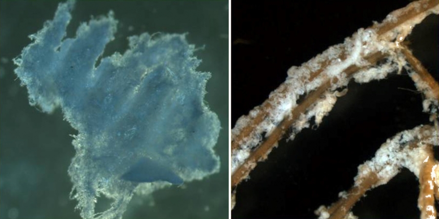 Izquierda: Apariencia algodonosa del β-glucano. Derecha: Raíz de alfalfa colonizada por una bacteria hiperproductora de β-glucano.