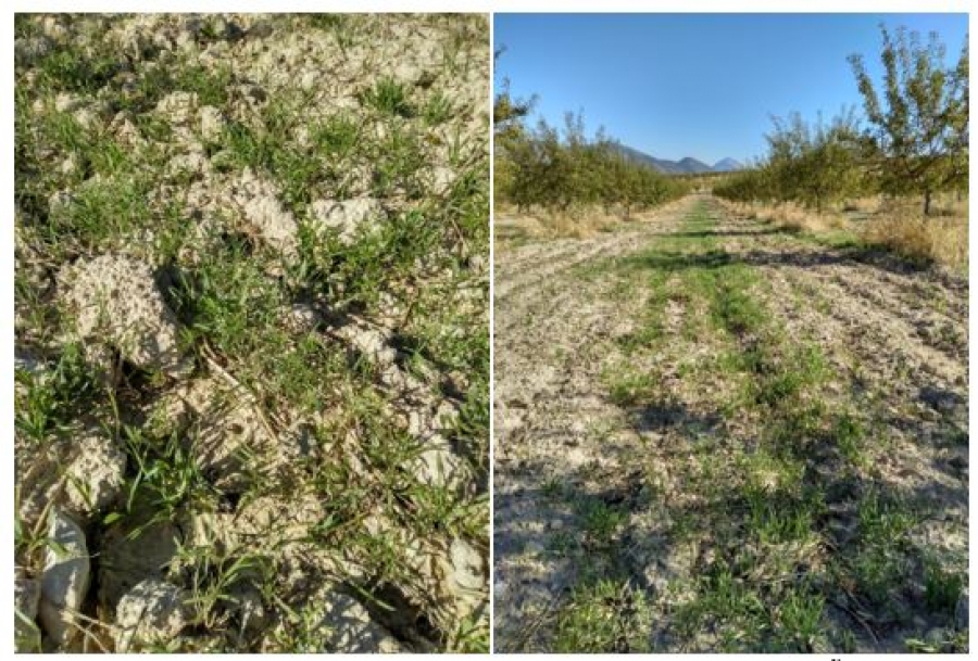 El proyecto del ceiA3, 4 Retornos lleva a cabo el segundo año de implementación de abonos verdes