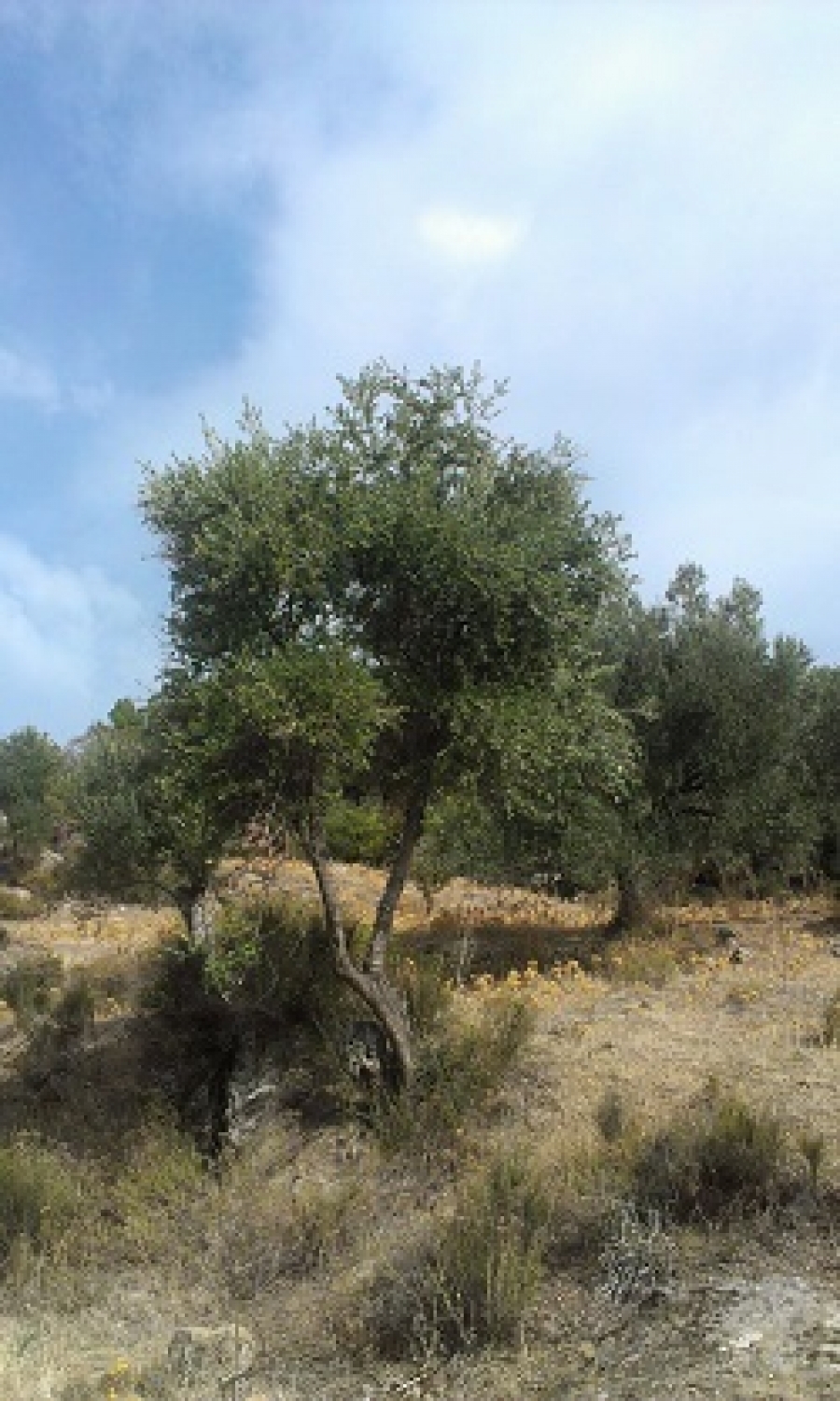 El genoma del olivo silvestre explica el porqué de la concentración de ácido oleico en la aceituna