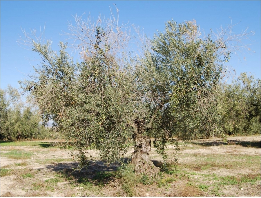 Un estudio permite conocer cuáles son las variedades de olivo más resistentes a una epidemia de antracnosis